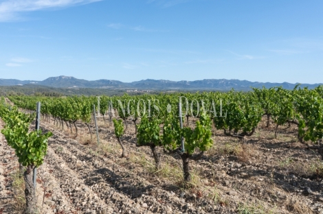 Priorat. Finca histórica en venta destinada a hotel con viñedos y bodegas