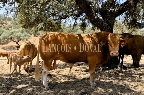 Sevilla. Cazalla de la Sierra. Finca y cortijo en venta con coto de caza