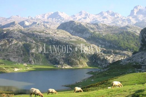 Picos de Europa. Restaurante en venta. La Venta, Cangas de Onís. Asturias