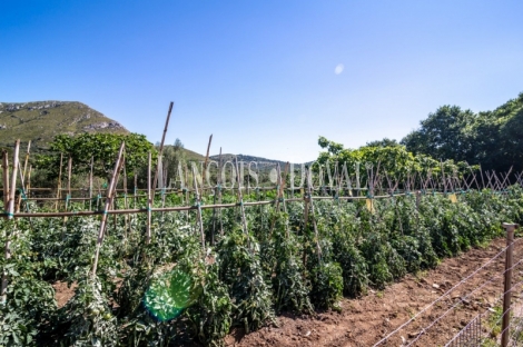 Mallorca. Gran finca en venta. Antigua Possessió, Artà