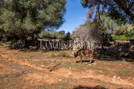 Mallorca. Gran finca en venta. Antigua Possessió, Artà