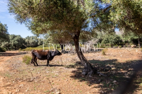 Mallorca. Gran finca en venta. Antigua Possessió, Artà