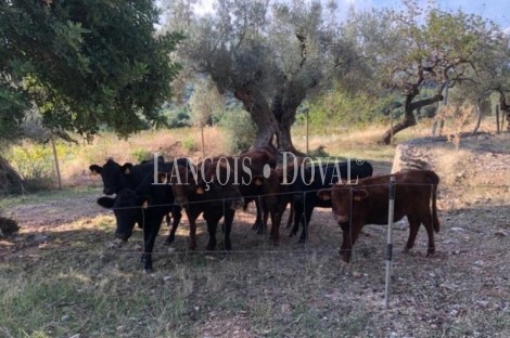 Mallorca. Possessio mallorquina en venta. Proyecto para agroturismo. Campanet, 