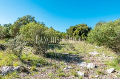 Finca rústica en venta. Excelente ubicación en Capdepera, Mallorca