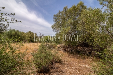 Gran finca rústica en venta. Costitx, Mallorca propiedades singulares.