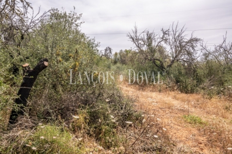 Gran finca rústica en venta. Costitx, Mallorca propiedades singulares.