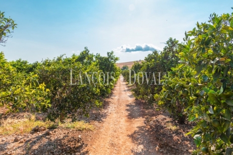 Marratxi. Gran finca rústica en venta. Explotación de cítricos en Mallorca