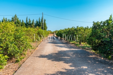 Marratxi. Gran finca rústica en venta. Explotación de cítricos en Mallorca