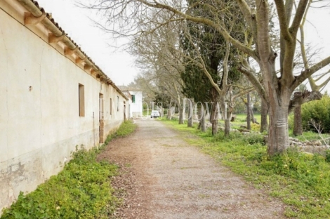 Mallorca. Finca rústica en venta. Bonita possessió mallorquina en María de la Salut.