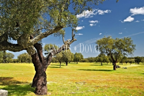 Cádiz. Ubrique. Gran dehesa ganadera en venta. Coto caza mayor.