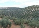 Finca olivar y almendros en venta.  Antequera. Málaga. 