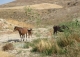 Granada. Olivar y coto de caza en venta