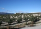 Purchena. Almería. Finca de olivos en venta.
