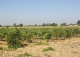 Tomelloso. Ciudad Real. Bodega en plena producción y viñedo en venta.