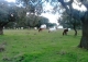 Vecinos. Salamanca. Finca rústica y ganadera en venta.