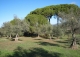 Finca olivar y antiguo lagar en venta. Trujillo. Cáceres.