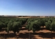 Finca de recreo olivar y cultivo en venta. Ciudad Real.