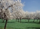 Venta fincas almendros en producción. Zaragoza.