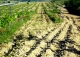 Almansa. Fincas y bodega ecológica en explotación. Viñedos, olivar y almendros.