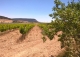 Almansa. Fincas y bodega ecológica en explotación. Viñedos, olivar y almendros.