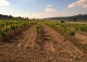 Almansa. Fincas y bodega ecológica en explotación. Viñedos, olivar y almendros.