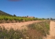 Almansa. Fincas y bodega ecológica en explotación. Viñedos, olivar y almendros.