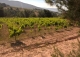 Almansa. Fincas y bodega ecológica en explotación. Viñedos, olivar y almendros.