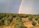 Soria. Finca y coto de caza en venta. Monte de encina.