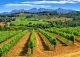 Alt Penedès. Masía casa rural y viñedos en venta. Ideal enoturismo.