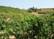 Falset. Viñedos y bodega en venta. DO Priorat.