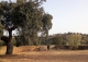 Badajoz. Dehesa ganadera en venta a orillas del embalse de Orellana.