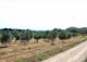 Tarragona Terra alta. Finca olivos en venta. Horta de Sant Joan. Caseres.