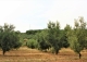 Tarragona Terra alta. Finca olivos en venta. Horta de Sant Joan. Caseres.