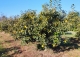 Camarles. Delta del Ebro. Finca en venta para proyecto turístico rural.