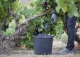 Bodega histórica y viñedos en venta en DO Campo de Borja, Aragón