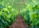Penedès. Masía y Finca con vivero de cepas en venta.
