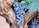 Bodega de tradición familiar en venta en la DO Ribera del Duero: una inversión estratégica en una de las regiones vinícolas más prestigiosas del mundo