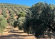 Finca olivar y cortijo en venta en La Sierra del Segura. Jaén. 