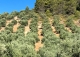 Finca olivar y cortijo en venta en La Sierra del Segura. Jaén. 