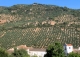 Finca olivar y cortijo en venta en La Sierra del Segura. Jaén. 