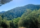 Finca olivar y cortijo en venta en La Sierra del Segura. Jaén. 