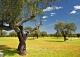 Finca agrícola en venta en Huelva: 147 hectáreas para transformación a cultivo leñoso de regadío Finca agrícola en venta en Huelva: 147 hectáreas para transformación a cultivo leñoso de regadío