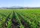 Toledo. Finca agrícola y ganadera en venta a una hora de Madrid: 64 hectáreas de regadío e infraestructuras productivas