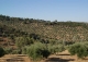 Sierra Morena. Córdoba. Finca de olivar y ocio con gran Hacienda en venta