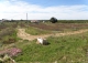 Isla Cristina. Huelva Finca urbanizable en venta