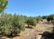 Almería. Finca olivar en venta con cortijo. Producción aceite ecológico. Turre. 