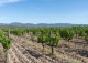 Priorat. Finca histórica en venta destinada a hotel con viñedos y bodegas