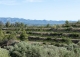 Priorat. Finca histórica en venta destinada a hotel con viñedos y bodegas