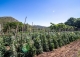 Mallorca. Gran finca en venta. Antigua Possessió, Artà