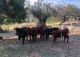 Mallorca. Possessio mallorquina en venta. Proyecto para agroturismo. Campanet, 